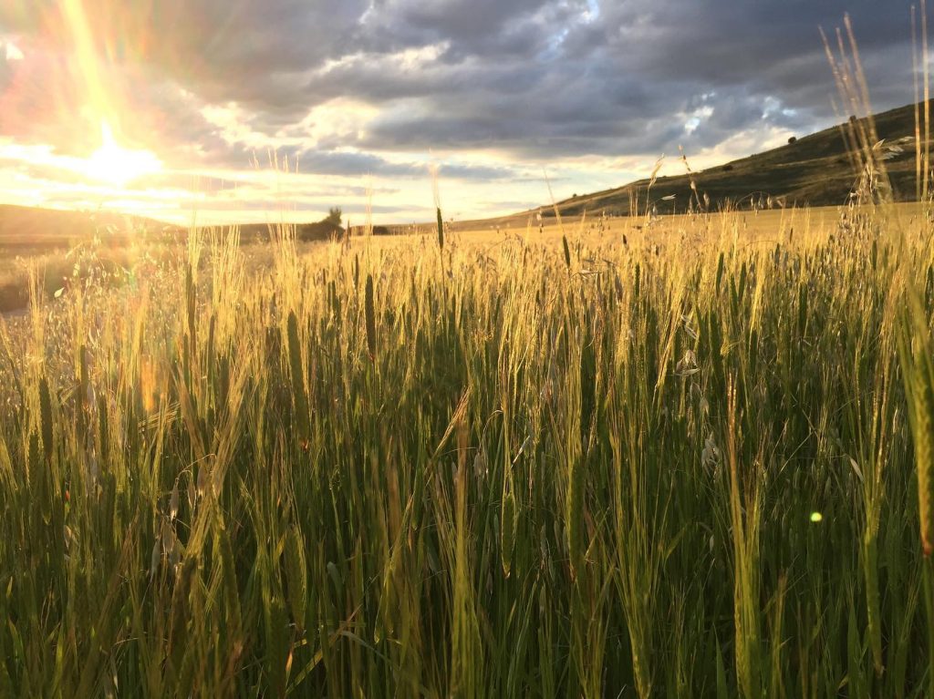 De Espelta Alimentación Biologica