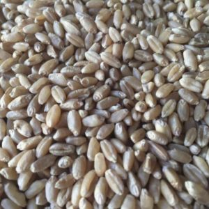 DeEspelta Alimentación Biológica