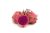 PITAHAYA ROSA – 3KG